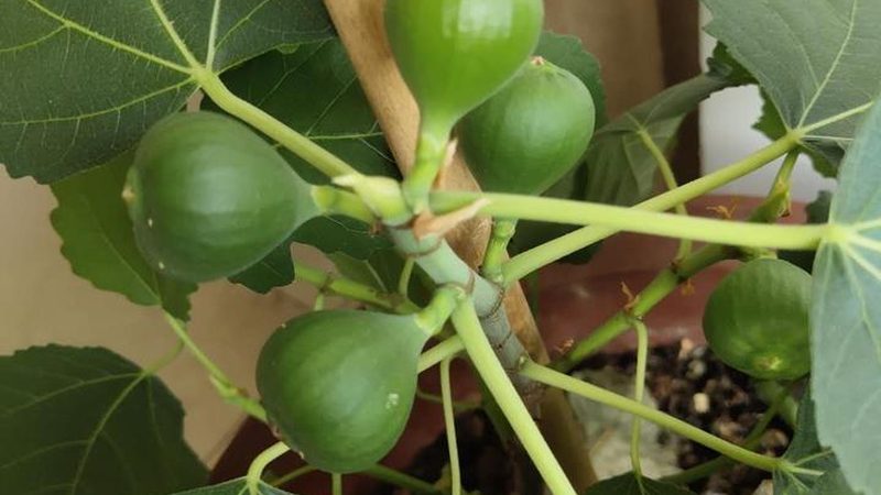 IT外包合同范本：关键条款解析与注意事项